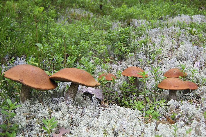 Luonto tarjoaa monipuolisen sienisadon.