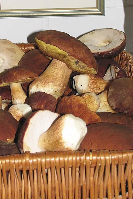 Luonto tarjoaa monipuolisen sienisadon Syötävien sienien