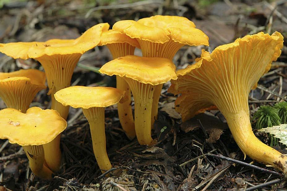 Luonto tarjoaa monipuolisen sienisadon Sienten