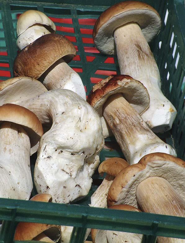 Luonto tarjoaa monipuolisen sienisadon Herkkutatti on sienistä tärkein