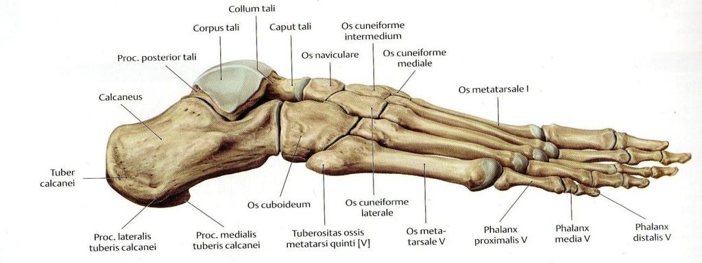 11 Takaristiside (posterior cruciate ligamentti) toimii polven fleksion aikana ja estää tibian pään työntymisen pois paikoiltaan, taaksepäin femuriin nähden. (Kapandji 1997, 122-136.