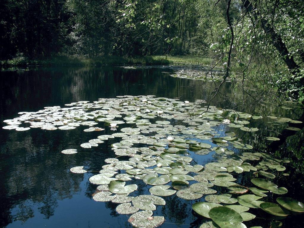 Helsingin luonnonsuojeluohjelma 2015 2024 ja metsäverkostoselvitys, korjattu ehdotus 29.