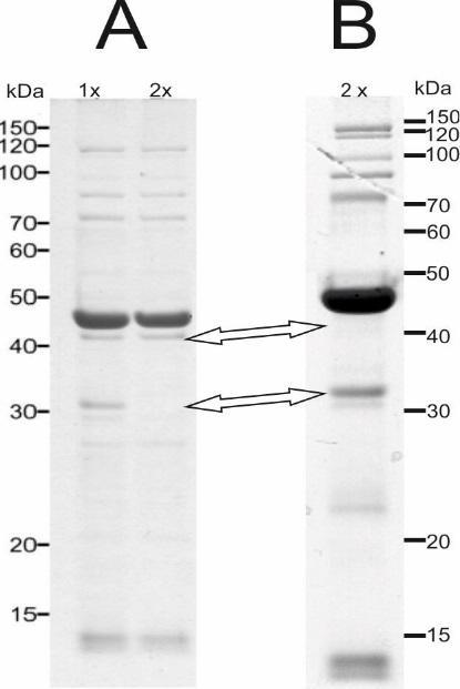 Kuva 6. 2x puhdistettu HVTV-1-virus analysoitiin 8 % SDS-PAGE-geelissä. A: Aiemmassa tutkimuksessa (Pietilä ym., 2013b) 1 x ja 2x puhdistuksesta nähdyt proteiinikoostumukset.