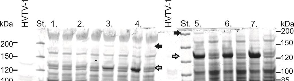 kunnolla. Analysoiduista geeleistä pystyttiin näkemään myös, milloin viruksen rakenneproteiinien tuotto alkaa vertaamalla solunäytettä 2x puhdistettuun virukseen.