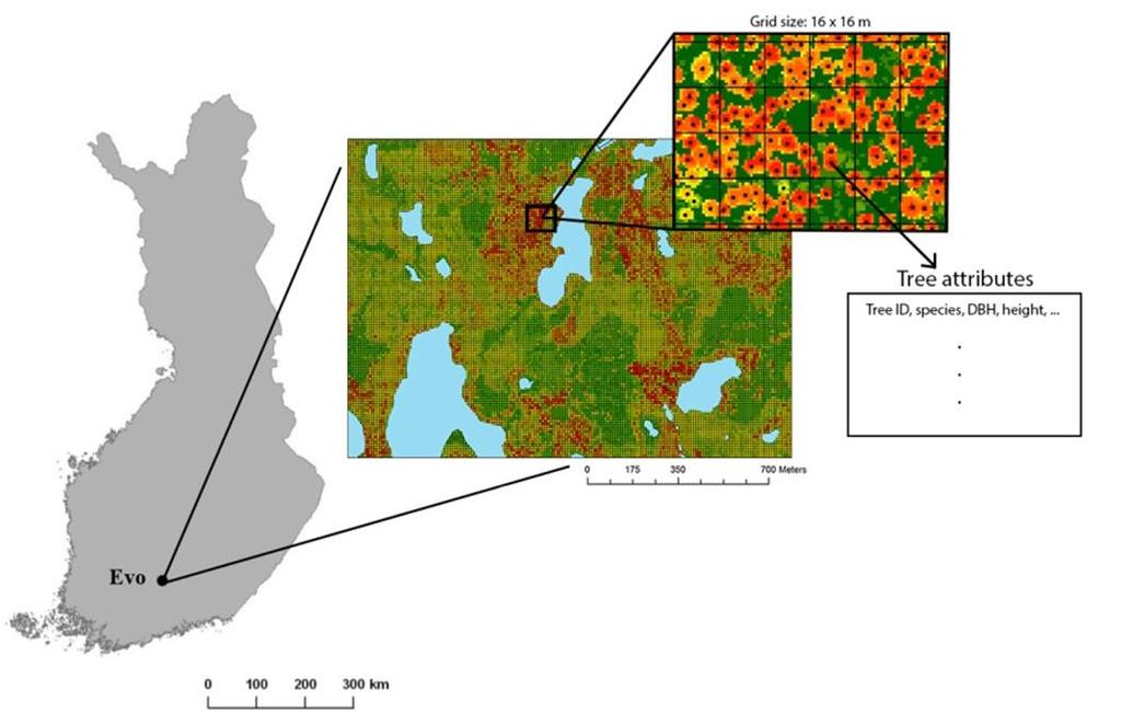 Tulevaisuuden puustotieto perustuu ajantasaiseen hilatason inventointiin sekä runkolukusarjan ja