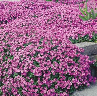 ` touko-kesä 2 15cm <-> 30-40 cm w l A 10-531 Kevätkaihonkukka Blue Eyes 3 kpl 13,90 (Dianthus gratianopolitanus) Sinivihreitä mättäitä