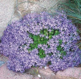 SINILEMMIÖ (Lithodora diffusa) Sinilemmiö on matala, varpumainen perenna, johon muodostuu satamäärin pieniä, syvänsinisiä kukkia.