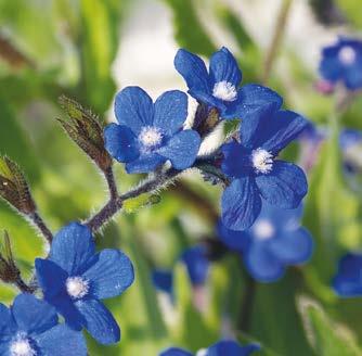 Viihtyy parhaiten aurinkoisella ja puolivarjoisalla kasvupaikalla. Sopii hyvin kivikkoon, rinteeseen tai kukkapenkkien reunuskasviksi.