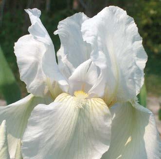 SAKSANKURJENMIEKKA SEA DOUBLE (Iris germanica Sea Double ) Erittäin kaunis vaaleansini-violetti väri.