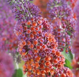 SYYSSYRIKKÄ TRIO (Buddleja tricolor ) Suuret näyttävät kukinnot hurmaavat.