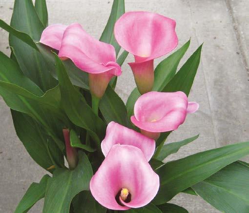 9. KALLA PICASSO (Zantedeschia Picasso) Tyrmäävä kaunotar! Uutuus kalla violetti-valkoisin kukin.