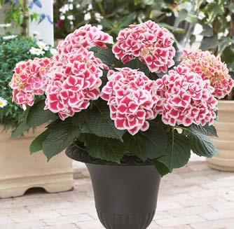 JALOHORTENSIA TIVOLI (Hydrangea machrophylla Bavaria ) Suuret näyttävät kukinnot hurmaavat!