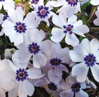 EMMA MARY RED PANDORA (Phlox subulata Bavaria ) Erittäin helppohoitoinen ja kiitollinen maanpeittokasvi, joka