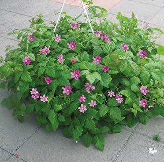 ` heinä-syys 210-20 cm <-> 20-30 cm m A 10-578 Mesimarja (1+2) 3 kpl 12,50 10-579 Mesimarja (3+6) 9 kpl 29,50 (Rubus chamaemorus Nyby