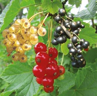 MAKEASINIKUUSAMA (Ribes trio) Kolme maukasta lajiketta samassa ruukussa: mustaherukka, punaherukka ja valkoherukka.