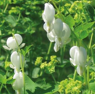 1. VARSANKELLO BERNICE (Campanula trachelium Bernice ) Harvinainen varsankello viehättävillä kerrotuilla kukilla!