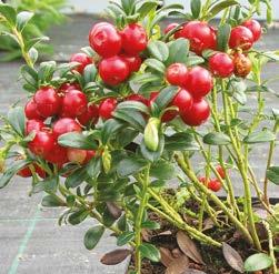 Lannoite parantaa tomaattien satoa sekä hedelmien makua.