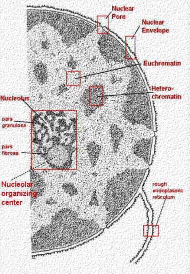 nctional Histology Tuman sisällä kromatiini näkyy kahdessa muodossa, pakkautuneena inaktiivisena heterokromatiinina sekä aktiivisena, auki purkautuneena ja siten luettavissa olevana eukromatiinina.