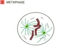 kiinnittyvät mikrotubuluksiin TELOFAASI mikrotubulus kinetokooriin kromosomi supistuva aktiinimyosiinirengas ilmaantuu From: Alberts et al.