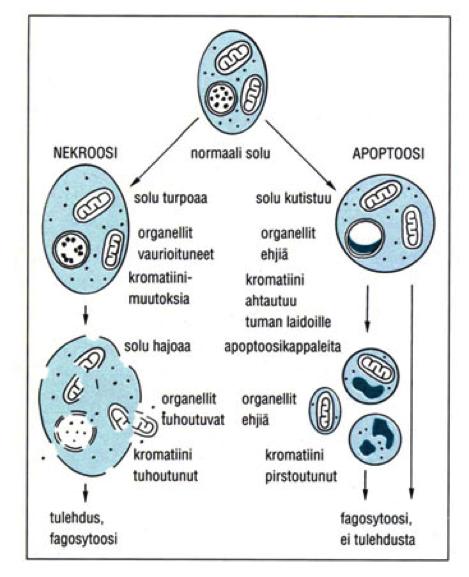 mutta se on laajasti käytössä aikuiselimistössäkin. Voimakkaasti uusiutuvassa kudoksessa tai solukossa tuotetaan paljon uusia soluja.