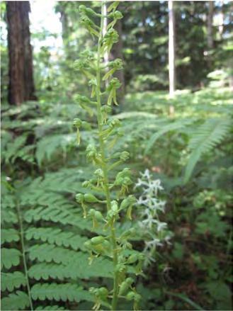 Korpipainanteen eteläosa on tervaleppäkorpea (kuvio 6), joka kasvillisuustyypiltään on ruohokorpea ja jossa kasvaa mm. vaateliasta pitkäpääsaraa, ja pohjoisosa rehevää lehtokorpea (kuvio 5).