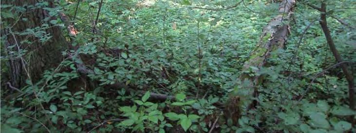 Viljelykasveista jäljellä on tarhaomenapuita, kriikunapuita, pihasyreenejä sekä pihlaja-angervoa (Sorbaria sorbifolia) 