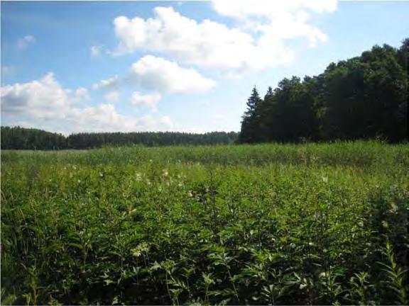 Heinittyneessä kenttäkerroksessa on koiranheinää (Dactylis glomerata), timoteitä (Phleum pratense) ja nurmirölliä sekä vuohenputkea, karhunputkea (Angelica sylvestris), kurjenkelloa (Campanula