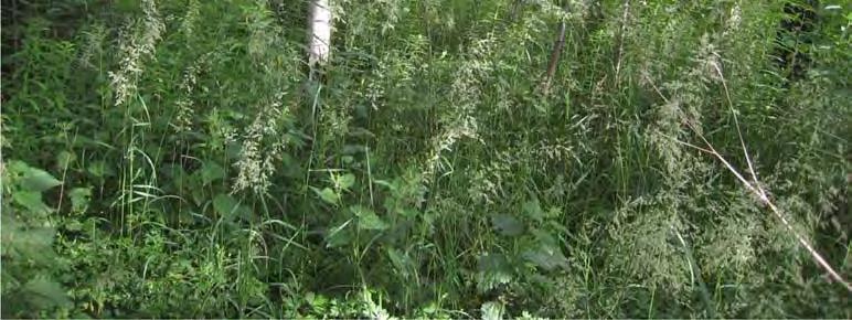 ja nurmilauhaa. Lampareen reunoilla kasvaa kiiltopajua sekä korpikaislaa, rantaalpia, karhunköynnöstä ja puna-ailakkia ja vedessä järviruokoa ja leveäosmankäämiä (Typha latifolia). Kuva 5-11.