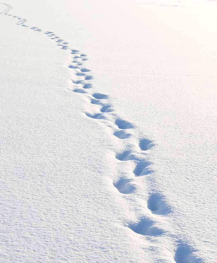 Salla Simukka Selkomukautus Hanna Männikkölahti Valkoinen kuin lumi Lumikki-trilogian toisessa osassa liikutaan helteisessä Prahassa. Lumikin täytyy miettiä yhä uudelleen, kehen hän voi luottaa.