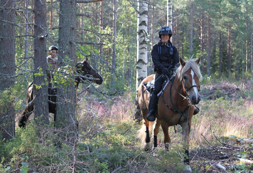 Kukkulehdon Jonnan komeat suomenhevoset juoksevat pitkin teitä ja metsiä ja Karppilan