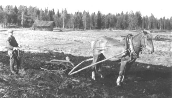 hevosista tulee työ.