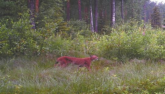 Toivon hartaasti, että päättäjät olisivat tässä suhteessa aina edeltäjiänsä parempia! Kuntalaisten toivon ottavan usein yhteyttä päättäjiin, luontevasti ja avoimin mielin.