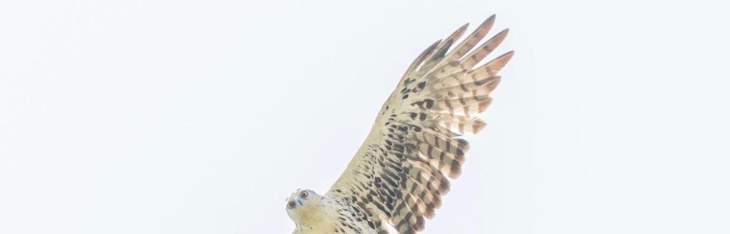 Ayres s Hawk-Eagle Hieraetus ayresi 27.3. Molen kansallispuistossa lintu tuli leijailemaan päällemme aamupäivän lämmössä. Ayres's Hawk-Eagle, Mole NP.