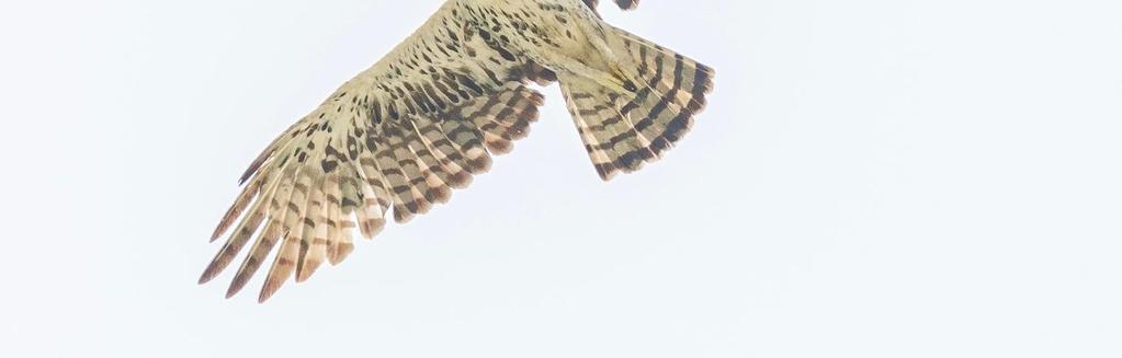Lanner Falcon Falco biarmicus Shai Hills, 2, Brenu Beach Road, 1 ja matkalla Mole NP, 2. Common Kestrel Falco tinnunculus Accran ympäristössä yhteensä neljä ensimmäisenä matkapäivänä ja 29.3.