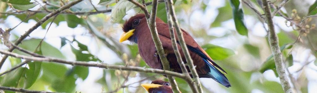 27.3. Mole NP, 1Ä. Piping Hornbill Bycanistes fistulator Kakum NP ja Ankasa, näimme yhteensä 15. Blue-throated Roller, Nsuta forest.