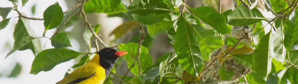 27.3. Mole NP, 1. Yellow-billed Shrike Corvinella corvina Näimme hieman yllättäen vain kymmenkunta lintua, kaikki auton ikkunasta Accran alueella mennessä ja tullessa Shai Hills iltä.