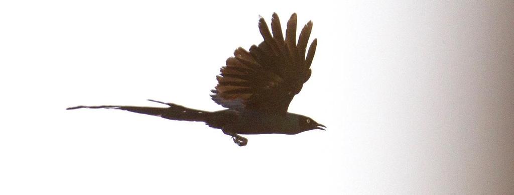 Fork-tailed Drongo Dicrurus adsimilis Ainoamme näimme Shai Hills illä ja Mole NP:ssa. Shining Drongo Dicrurus atripennis Bobiri forest, 1.