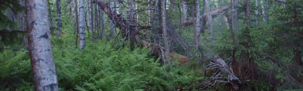 Lähimmät Natura-alueet ovat noin 0,5 km etäisyydellä voimajohtolinjauksesta sijaitseva Tuiskukivalon närheikkö ja Savioja, joka sijaitsee noin 2 km päässä.