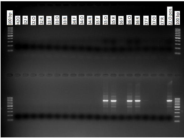 Kuva 4. Agaroosigeelielektroforeesilla erotellut PCR-tuotteet UV-valossa kuvattuna.