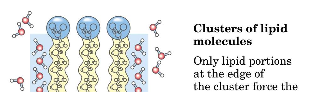 Lipidimolekyylin muoto