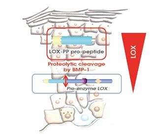IHON RAKENNETTA PARANTAVA LOX-AGE LOX-AGE on sikurin lehdistä uutettu fytoyhdiste, joka stimuloi LOX-proteiinin toimintaa ja näin edistää epidermiksen rakennetta vaikuttamalla tiettyihin solujen