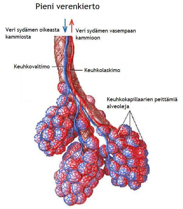 13 Kuva 2: Pieni verenkierto. (Muokattu lähteistä Nienstedt ym. 2004, 184; http://staff.fcps.net/cverdecc/adv%20a&p/notes/respiratory%20adam/anatomy/anatomy_r eview.htm.