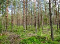 Aluskasvillisuuden valtalajeja ovat mustikka ja puolukka, myös metsätähti, oravanmarja ja metsäkorte ovat runsaita. Tuulivoimala 9 Voimala numero 9 sijoittuu ojitettuun lehtokorpeen.