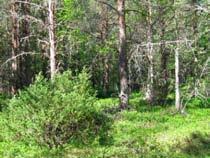 Kenttäkerroksen lajistoon kuuluvat puolukan lisäksi mm. kangasmaitikka, metsätähti ja kevätpiippo. Alue on luontoarvoiltaan tavanomaista hoidettua talousmetsää.