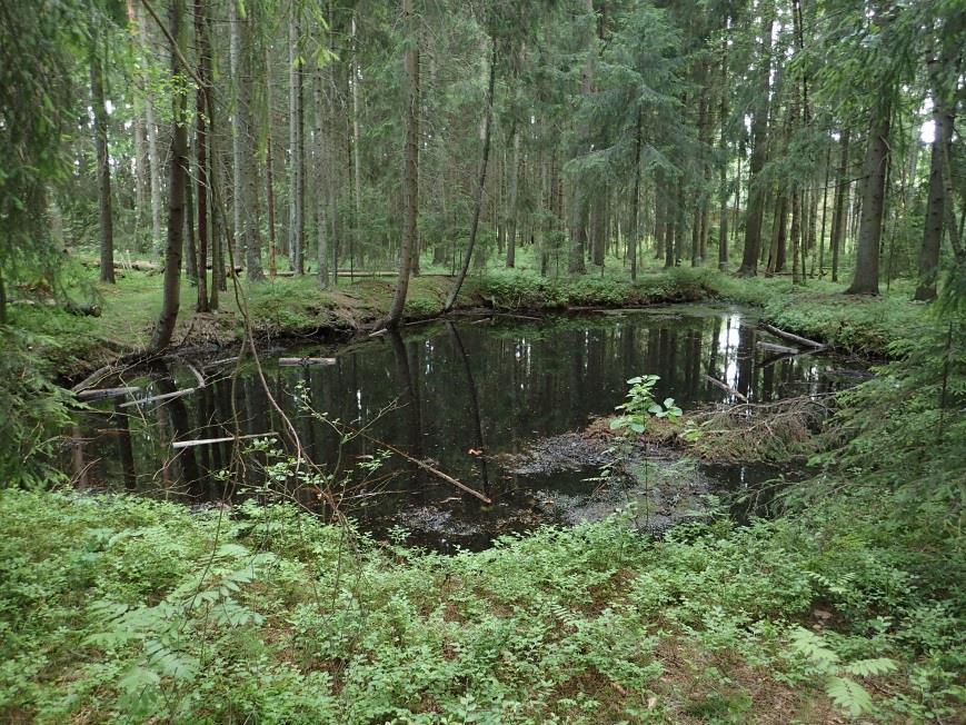 Vesijärveen. Selvitysalueelle ei sijoitu vesistöjä eikä luonnontilaisia tai luonnontilaisen kaltaisia pienvesiä.