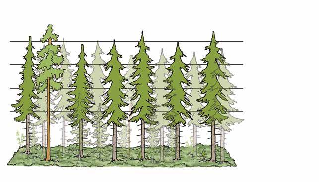 Metsänhoitomenetelmien kuvaukset Yläharvennusta suunniteltaessa on varmistuttava kohteen sopivuudesta.