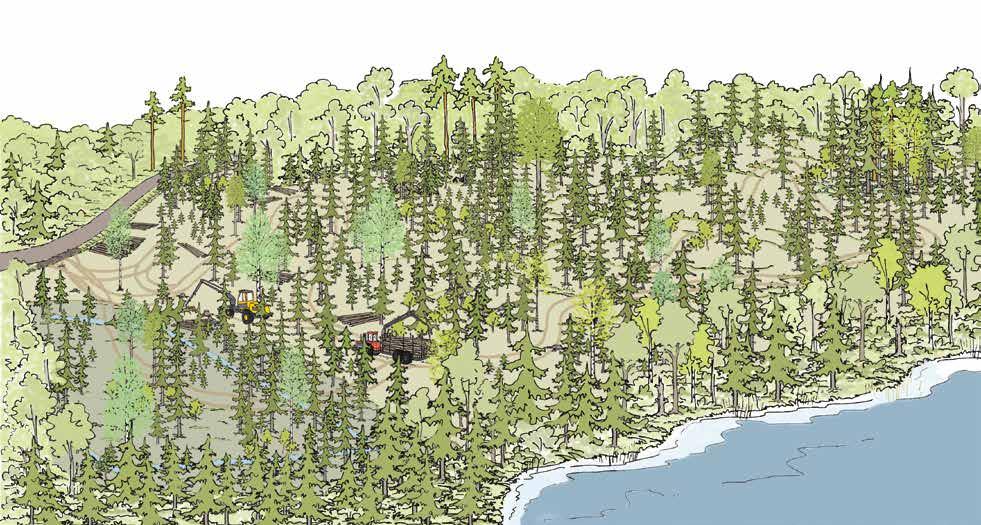 Metsänhoitomenetelmien kuvaukset Säästöpuuryhmä Kuva 33. Kuusivaltaisen metsän poimintahakkuu on lähes valmis. Hakkuukertymä on noin 100 m³/ha, josta noin 60 % on tukkipuuta.
