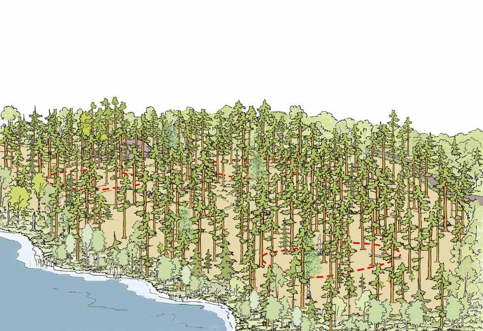 Metsänhoitomenetelmien kuvaukset Puuston määrä käsittelyalueella Käsittelyalueelle on jäätävä kokonaisuudessaan riittävästi puustoa.