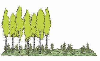 Kaksijaksoinen koivu-kuusisekametsä, ennen ja jälkeen ylispuiden poiston. Kuva 7. Eri-ikäisrakenteinen metsä. Selkeiden kehitysvaiheiden sijaan metsä on jatkuvasti peitteinen. 3.2.