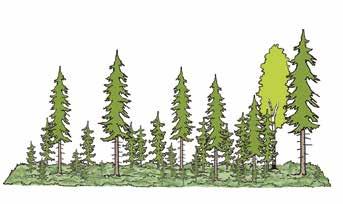 Tiedot eri-ikäisrakenteisen metsän kasvatuksessa käytettävistä menetelmistä ovat vielä kapean tutkimustiedon varassa ja pitkäaikaiset kokemukset ovat suhteellisen vähäiset.